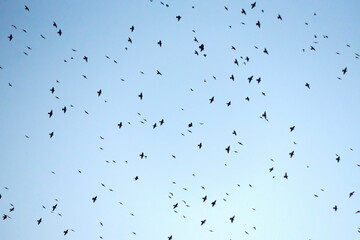 Exposed blue sky full of birds flying overhead