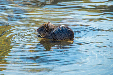 Castor, beaver swimming in the river