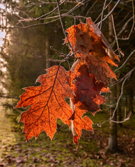Autumn leaves on an early morning foggy sunrise