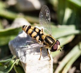 abeja de cerca muy definida