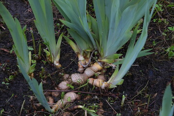 Tubers of the iris plant in the ground close-up