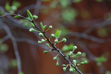 Tree branch with young leaves and white buds flowers art photo selective focus nature awakening concept beginning of spring