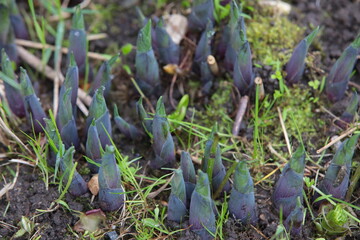 Hosta shoots on the ground in spring in raindrops