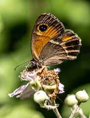 linda mariposa naranja de cerca