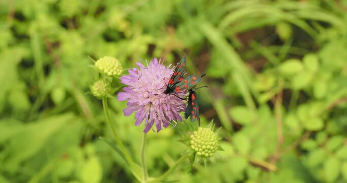 (Zygaena filipendulae) Many six-spot burnets, day-flying moths, on a pink scabious flower feeding its nectar