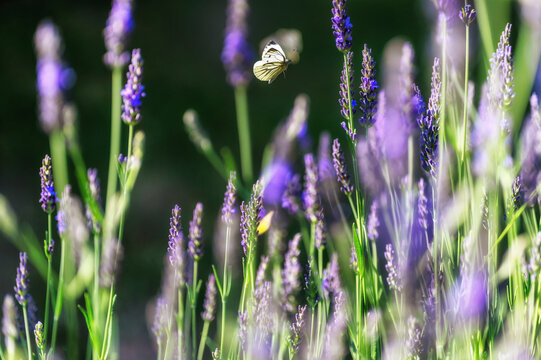 Fliegender Schmetterling zwischen blühendem Lavendel