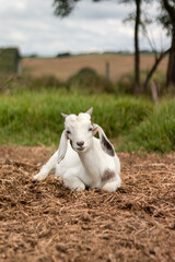 Naklejka na ściany i meble Cute white goat lying on dry grass