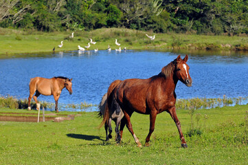 Fototapeta premium Horses in a field with a pond and ducks, in Rio Grande do Sul state countryside, Brazil. Sunny day