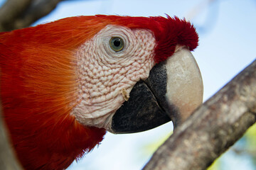 red parrot
