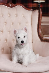 west highland white terrier puppy