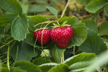 strawberries in field picking fresh organic fruits cultivated sweet strawberry close-up