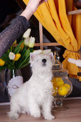 west highland white terrier puppy