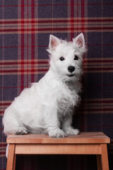 west highland white terrier puppy