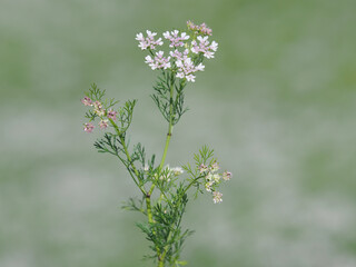 White pink flower of coriander plant
