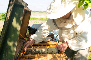 Beekeeper is taking out the honeycomb on wooden frame to control situation in bee colony.