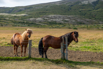 Fototapeta premium Iceland, volcanoes, lava, sun, sea, animals, a wonderful country, waterfalls, colors, every corner is beautiful.