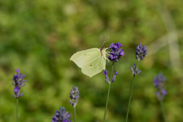 Common brimstone butterfly (Gonepteryx rhamni) sitting on lavender in Zurich, Switzerland