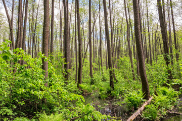 Fototapeta premium Swamp in the forest in Central Russia