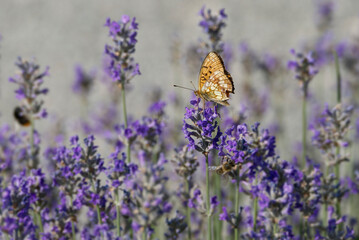 Marbled Fritillary butterfly (Brenthis daphne) perched on lavender plant in Zurich, Switzerland