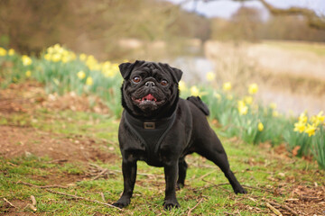 Black pug dog standing outside in daffodils on a spring day