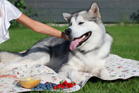 alaskan malamute dog in the garden on the picnic
