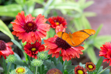 The Dryas iulia butterfly warms its orange wings atop a red daisy flower at springtime