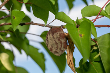 Rotten apricot on the fruit tree, Monilia laxa infestation plant disease