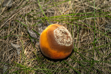 Infected and rotten apricots fall to the ground, Monilia laxa infestation plant disease