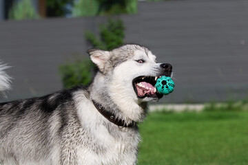 alaskan malamute dog in the garden playing with a ball