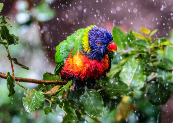 Loro Arcoíris (Trichoglossus haematodus)