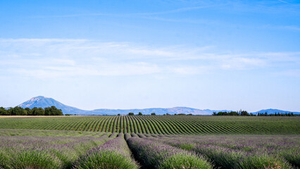 Lavender fields in Provence, France, in summer