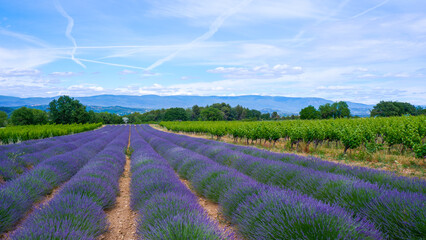 Fototapeta na wymiar Blooming lavender fields flanked by vineyards in Provence, France