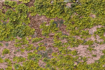 Textura de pared de piedra natural con musgo, color verde 