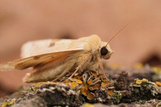 Closeup on the yellow colored Bordered strawmoth, Heliothis peltigera sitting on wood with open wings
