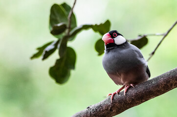 Calafate (Estrildidae)