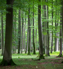 Spätsommerlicher Buchenwald in Norddeutschland