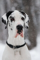 German dane dog portrait in the winter forest