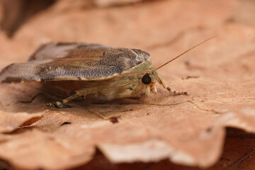 Closeup on a Lesser Broad-bordered Yellow Underwing, Noctua janthe sitting on a dried leaf