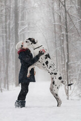 great dane dog with a girl  in the winter forest