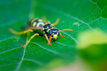 European paper wasp or Polistes dominula on green leaf
