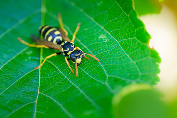 European paper wasp or Polistes dominula on green leaf
