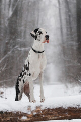 great dane dog in the winter forest