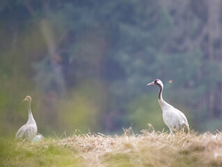 Kranichvater mit diesjährigem Sohn im Hintergrund