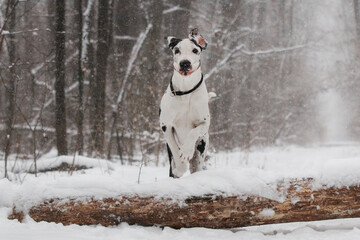 great dane dog in the winter forest