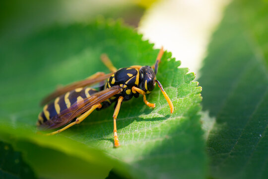 European paper wasp or Polistes dominula on green leaf