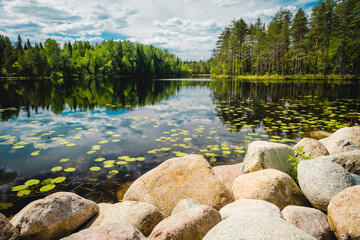 Fototapeta na wymiar Summer landscape in Karelia. Forest pond with lilies. Reflection of the sky in the water.