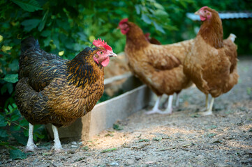 Organic farm, brown hens eating natural food from a trough