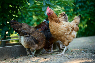 Organic farm, brown hens eating natural food from a trough