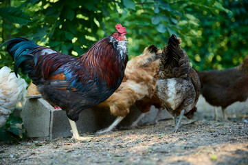 Organic farm, brown hens eating natural food from a trough, colorful rooster in the foreground