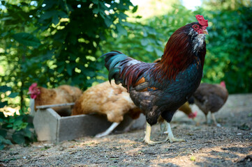 Organic farm, brown hens eating natural food from a trough, colorful rooster in the foreground